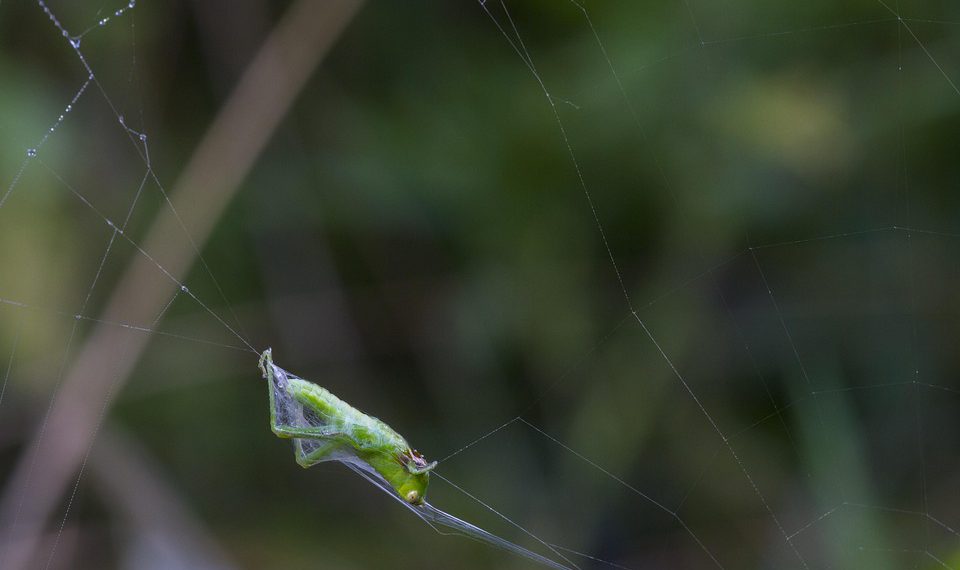 גורם הקיימות: כיצד InterServer הופכת ירוקה באירוח אתרים