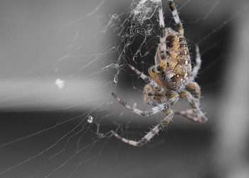 GoDaddy לעומת מתחרים: השוואה מקיפה לבעלי עסקים קטנים