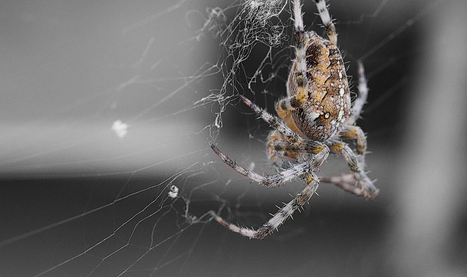 GoDaddy לעומת מתחרים: השוואה מקיפה לבעלי עסקים קטנים