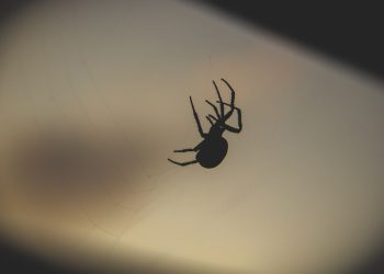 מקרה מבחן: כיצד עסק אחד שגשג עם פתרונות אירוח אתרים גלובליים