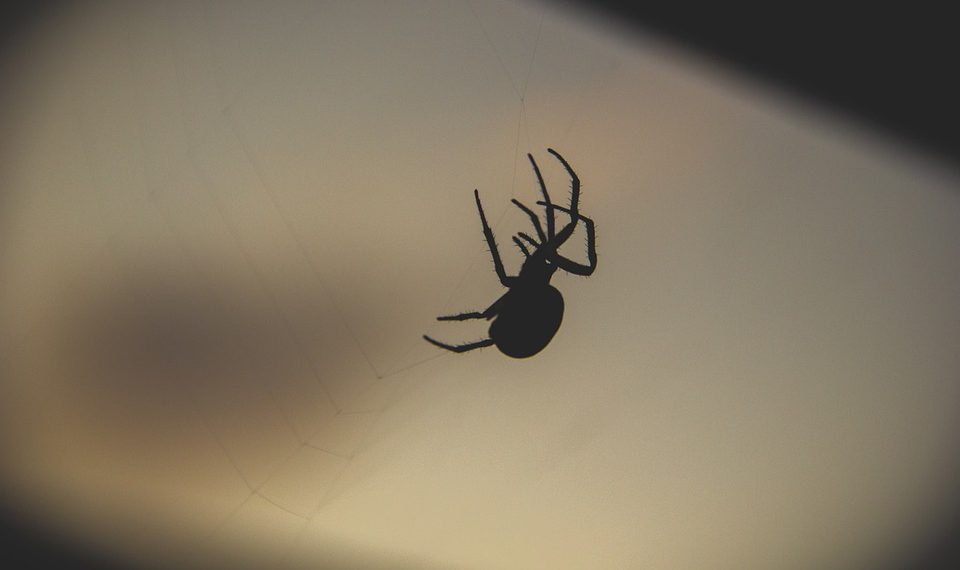 מקרה מבחן: כיצד עסק אחד שגשג עם פתרונות אירוח אתרים גלובליים