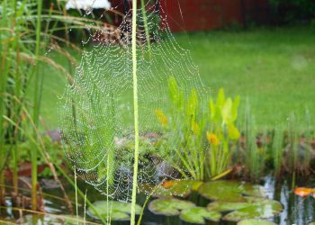 העתיד של מנוע WP: חידושים ותכונות באופק