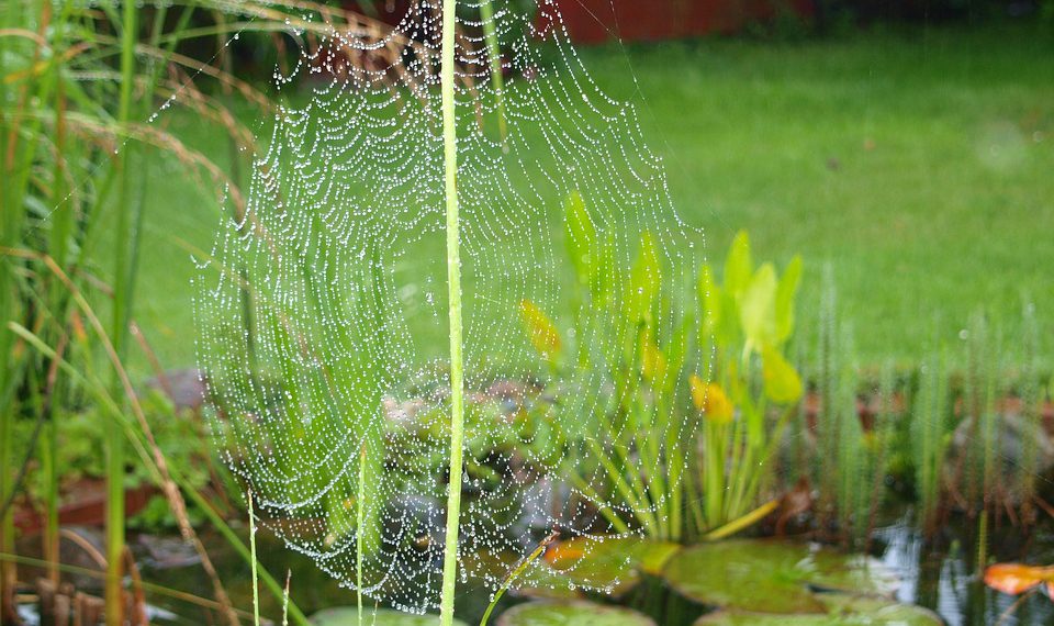 העתיד של מנוע WP: חידושים ותכונות באופק