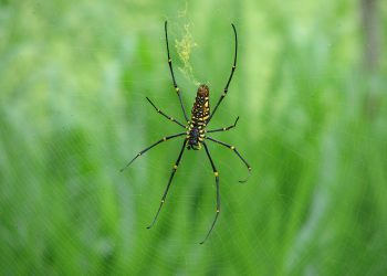 היתרונות והחסרונות של השימוש ב-Bluehost לצרכי האתר שלך