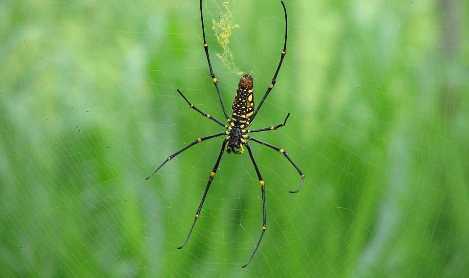 היתרונות והחסרונות של השימוש ב-Bluehost לצרכי האתר שלך