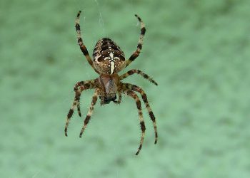 מאחורי הקלעים: הטכנולוגיה שמניעה את DreamHost