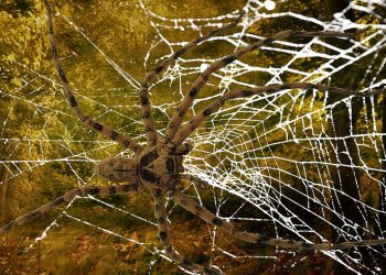 כך SSL מגן על האתר שלך: היתרונות של אחסון אתרים מאובטח