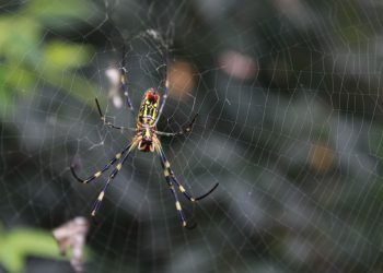 כיצד לבחור את ספק אירוח האתרים המושלם? כל מה שצריך לדעת