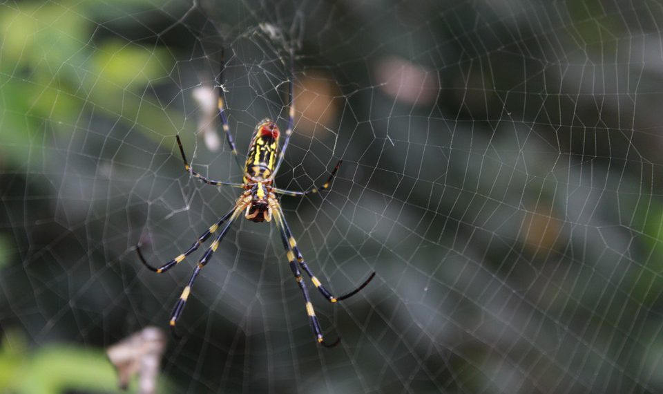 כיצד לבחור את ספק אירוח האתרים המושלם? כל מה שצריך לדעת