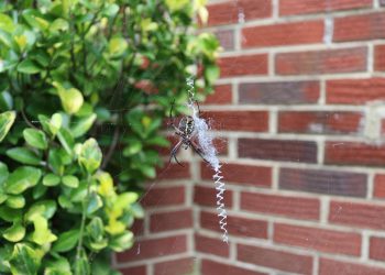 המחויבות של Siteground לאירוח ירוק: בחירה בת -קיימא עבור האתר שלך