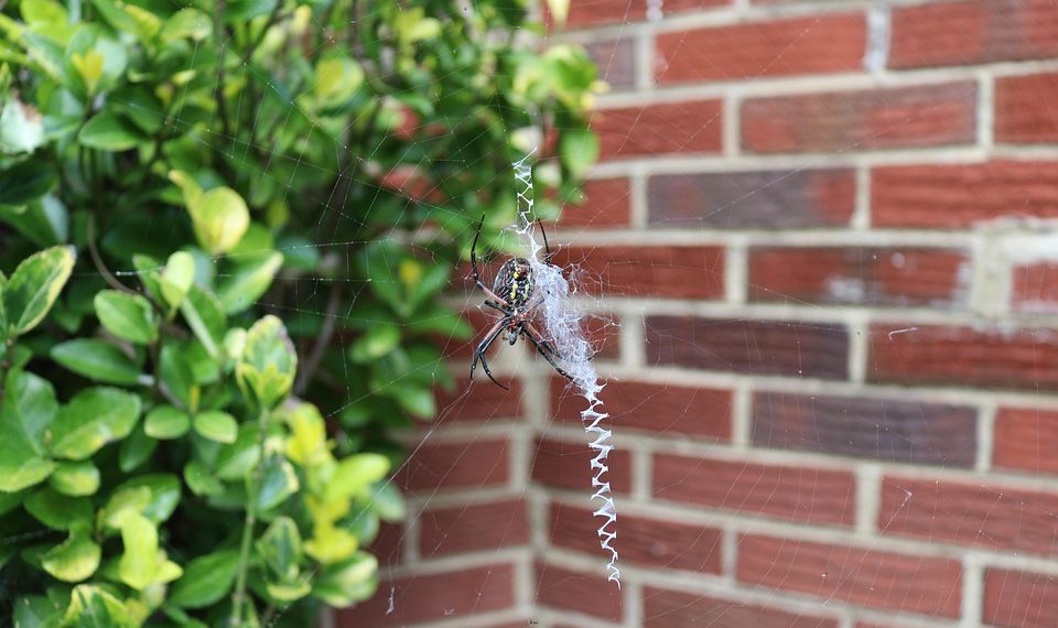 המחויבות של Siteground לאירוח ירוק: בחירה בת -קיימא עבור האתר שלך