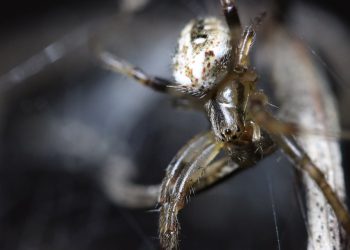 מדוע כל יזם צריך לשקול אירוח אתרים במחיר סביר