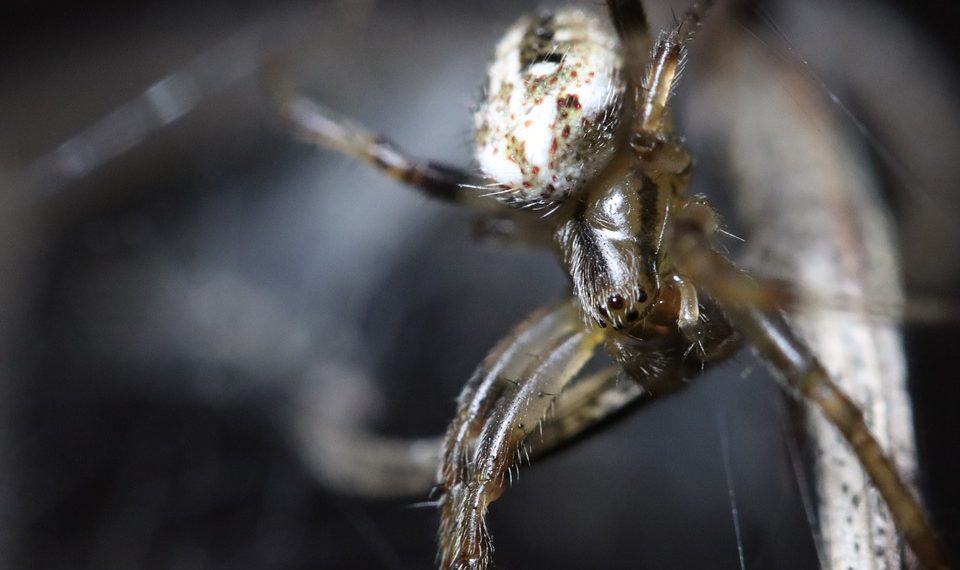 מדוע כל יזם צריך לשקול אירוח אתרים במחיר סביר