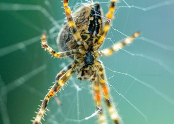 אירוח הענן של Hostinger: האם זה שווה את ההשקעה?