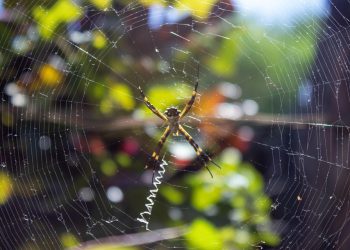 היוזמות הירוקות של A2 Hosting: צעד לקראת אירוח אתרים בר קיימא