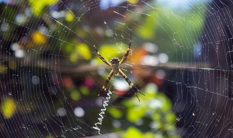 היוזמות הירוקות של A2 Hosting: צעד לקראת אירוח אתרים בר קיימא