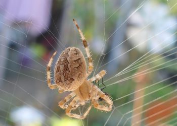 GreenGeeks: פתרון האירוח המושלם לעסקים בעלי מודעות אקולוגית