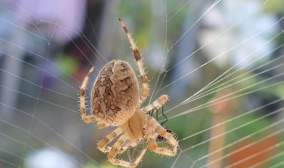 GreenGeeks: פתרון האירוח המושלם לעסקים בעלי מודעות אקולוגית
