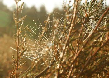 בניית האתר הראשון שלך עם iPage: טיפים וטריקים להצלחה