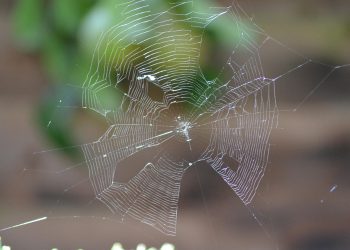 עושים סדר: יתרונות וחסרונות של חברות אחסון אתרים זולות