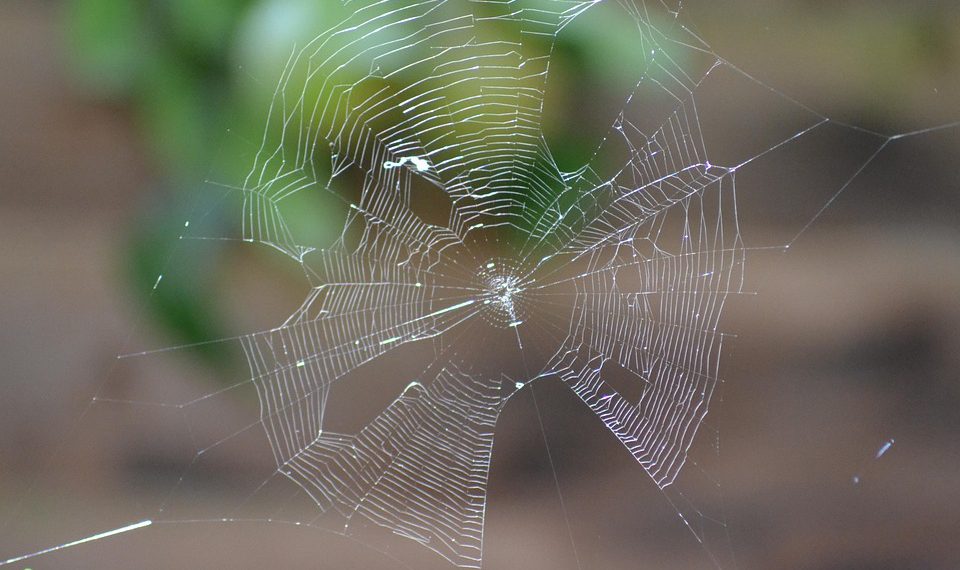 עושים סדר: יתרונות וחסרונות של חברות אחסון אתרים זולות