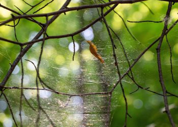 ממקסם את הפוטנציאל של האתר שלך עם הכלים והתכונות של HostGator