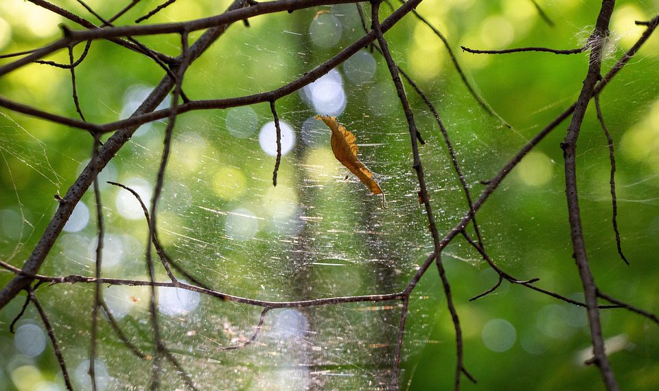 ממקסם את הפוטנציאל של האתר שלך עם הכלים והתכונות של HostGator