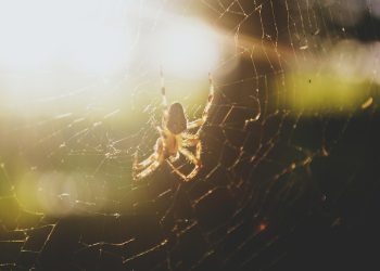 מאנרגיה מתחדשת לשירותי אירוח: מחויבות GreenGeeks לקיימות