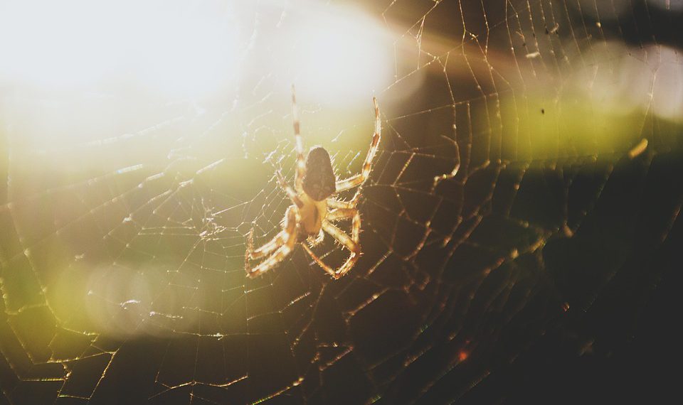 מאנרגיה מתחדשת לשירותי אירוח: מחויבות GreenGeeks לקיימות