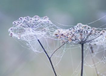 העתיד של אירוח מנוהל: החידושים ומפת הדרכים של Cloudways