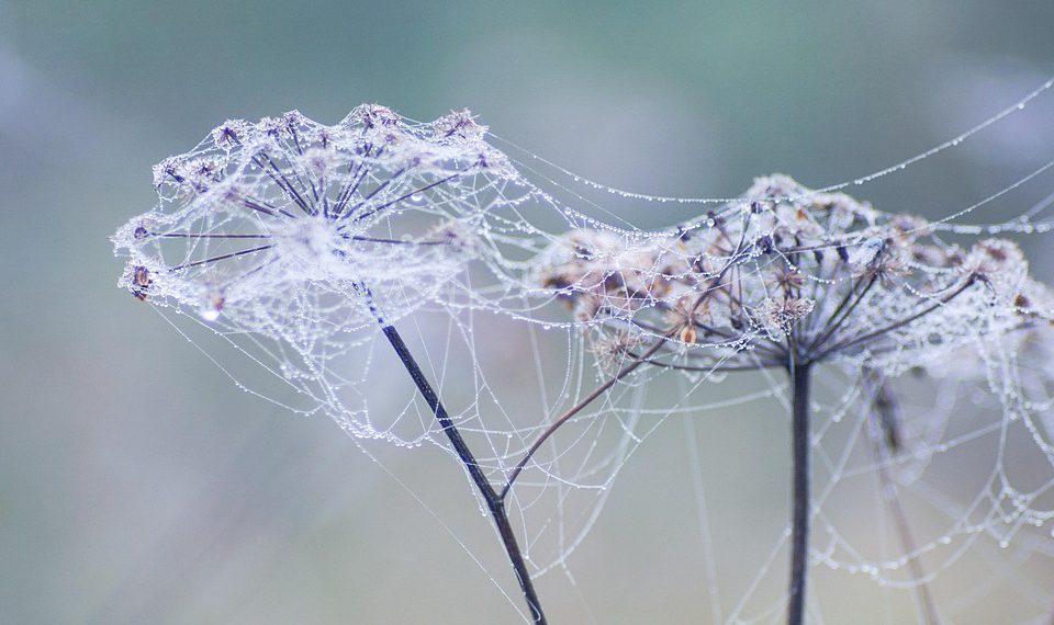 העתיד של אירוח מנוהל: החידושים ומפת הדרכים של Cloudways