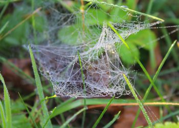 אחסון אתרים בעידן המודרני: למה SSL הוא לא מותרות, אלא חובה