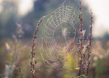 הכנה לאתגרי אבטחה: מדוע אירוח אתרים מאובטח הוא חיוני לעידן הדיגיטלי