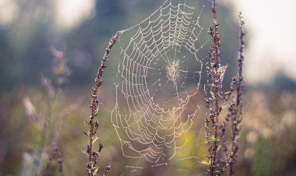 הכנה לאתגרי אבטחה: מדוע אירוח אתרים מאובטח הוא חיוני לעידן הדיגיטלי