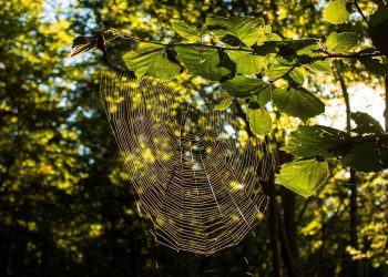 בעידן הדיגיטלי: חשיבות האירוח של אתר העסק הקטן שלך
