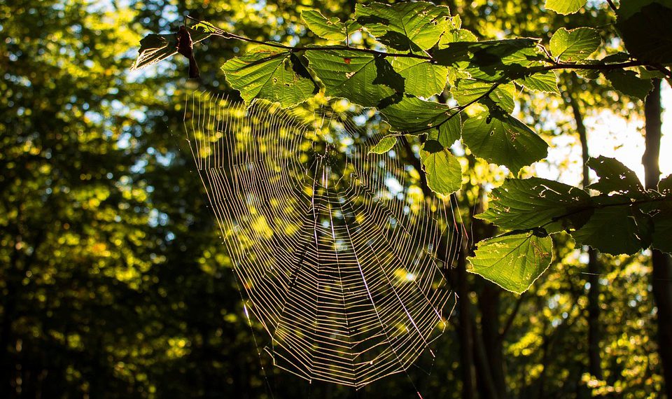 בעידן הדיגיטלי: חשיבות האירוח של אתר העסק הקטן שלך