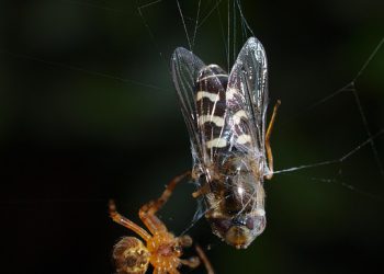 פתיחת העוצמה של התכונות הידידותיות למפתחים של A2 Hosting