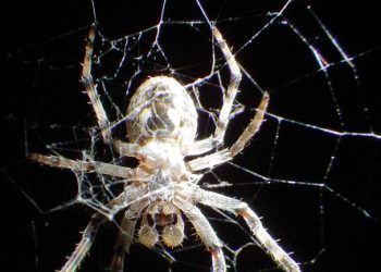 אחסון אתרים: המפתח להצלחה של חנויות אונליין