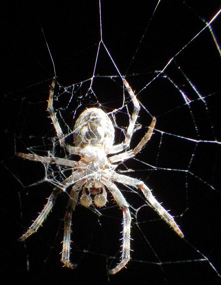 אחסון אתרים: המפתח להצלחה של חנויות אונליין
