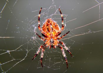 הבנת תוכניות אירוח של InMotion: איזו מהן מתאימה לך?