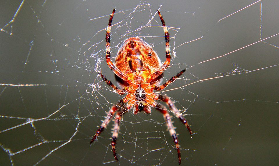 הבנת תוכניות אירוח של InMotion: איזו מהן מתאימה לך?