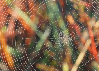 האם אפשר לקבל איכות באחסון אתרים במחיר זול?