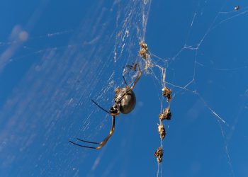 מקסום ביצועי וורדפרס: טיפים וטריקים באמצעות WP Engine