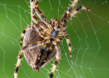 נפח בלתי מוגבל: האם הפתרון לאתר שלך נמצא במירב המאמצים?