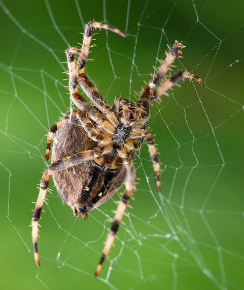 נפח בלתי מוגבל: האם הפתרון לאתר שלך נמצא במירב המאמצים?