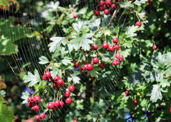 מדוע כל פרילנסר צריך לשקול את Kinsta עבור פרויקטים של הלקוח שלו