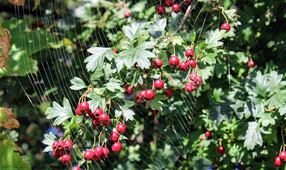 מדוע כל פרילנסר צריך לשקול את Kinsta עבור פרויקטים של הלקוח שלו