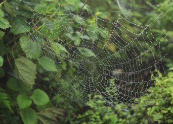 פוסטים מרשימים? השתמשו במדריך שלנו לבחירת אירוח אתרים!
