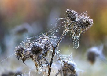 המאבק בין ספקי אירוח אתרים שיתופי: מי מוביל את השוק?