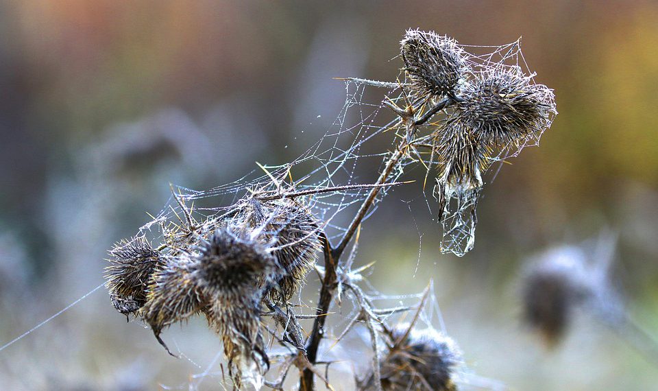 המאבק בין ספקי אירוח אתרים שיתופי: מי מוביל את השוק?